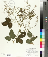 Desmodium perplexum image