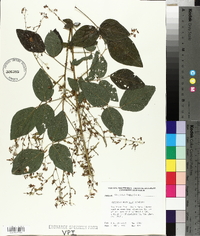 Desmodium perplexum image