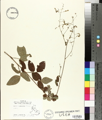 Desmodium perplexum image