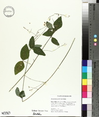 Desmodium perplexum image