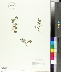 Desmodium triflorum image