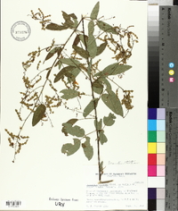 Desmodium tortuosum image