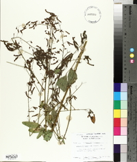Desmodium tortuosum image