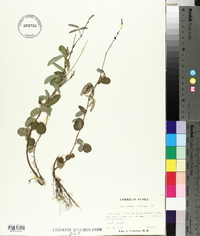 Desmodium tortuosum image