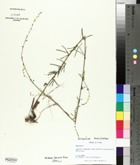 Desmodium sessilifolium image