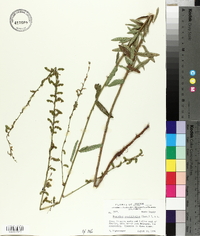 Desmodium sessilifolium image