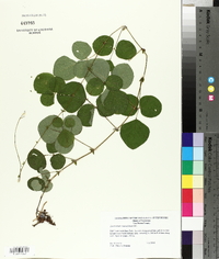 Desmodium rotundifolium image