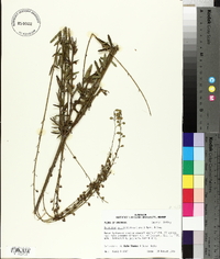 Desmodium sessilifolium image