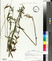 Desmodium sessilifolium image