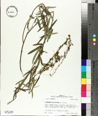 Desmodium sessilifolium image
