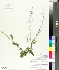 Desmodium sessilifolium image