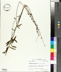 Desmodium sessilifolium image