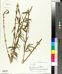 Desmodium sessilifolium image