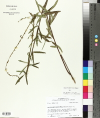 Desmodium sessilifolium image