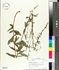 Desmodium sessilifolium image