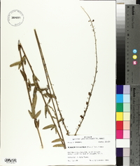 Desmodium sessilifolium image