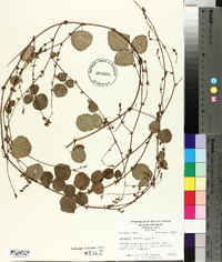 Desmodium rotundifolium image