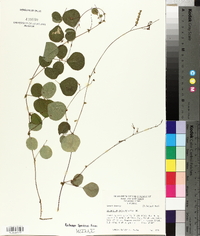 Desmodium rotundifolium image