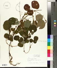 Desmodium rotundifolium image