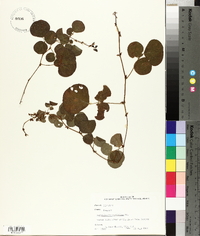 Desmodium rotundifolium image