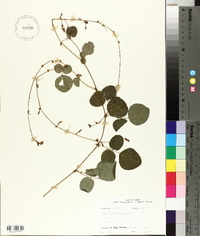 Desmodium rotundifolium image