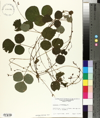 Desmodium rotundifolium image