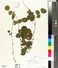 Desmodium rotundifolium image