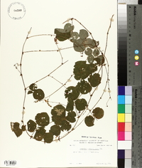 Desmodium rotundifolium image