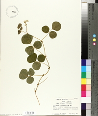 Desmodium rotundifolium image