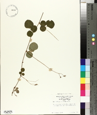 Desmodium rotundifolium image