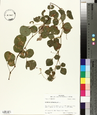 Desmodium rotundifolium image