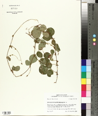 Desmodium rotundifolium image