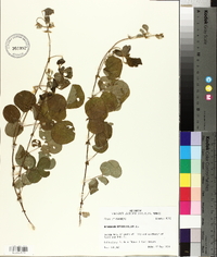 Desmodium rotundifolium image