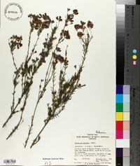 Dillwynia hispida image