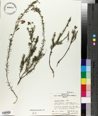 Dillwynia hispida image
