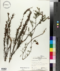 Dillwynia hispida image