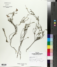 Dillwynia hispida image
