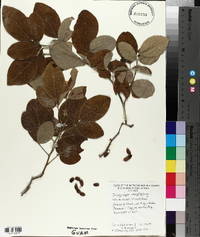 Desmodium umbellatum image