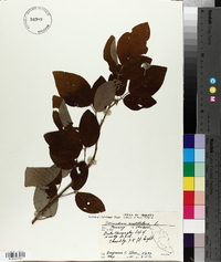 Desmodium umbellatum image