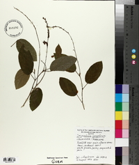 Desmodium gangeticum image