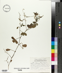 Desmodium scorpiurus image