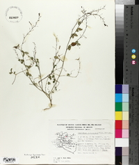 Desmodium procumbens image