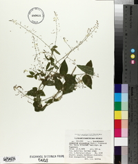 Desmodium procumbens image