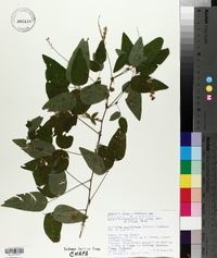 Desmodium occidentale image