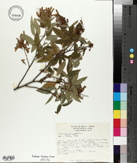 Desmodium jaliscanum image