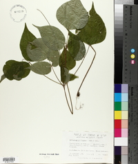 Hylodesmum glutinosum image