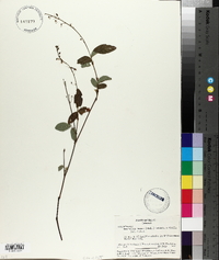 Desmodium incanum var. incanum image