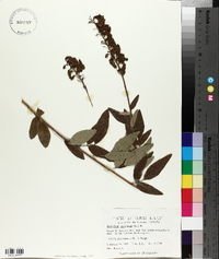 Desmodium canadense image