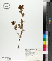 Desmodium barbatum image