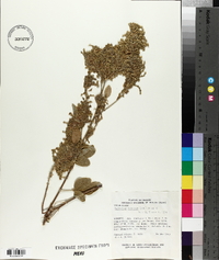 Desmodium cinereum image